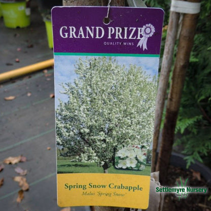 Spring Snow Crabapple 15 Gallon