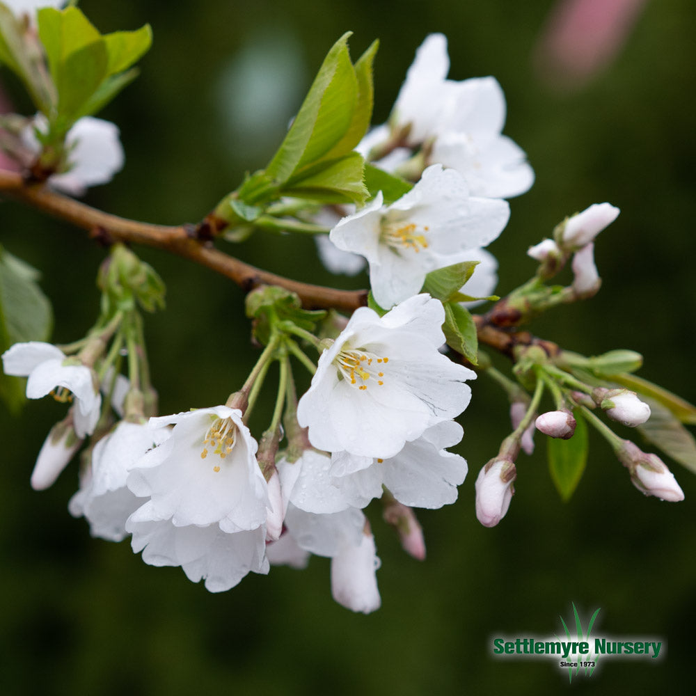 Cherry Tree Yoshino 15 Gallon