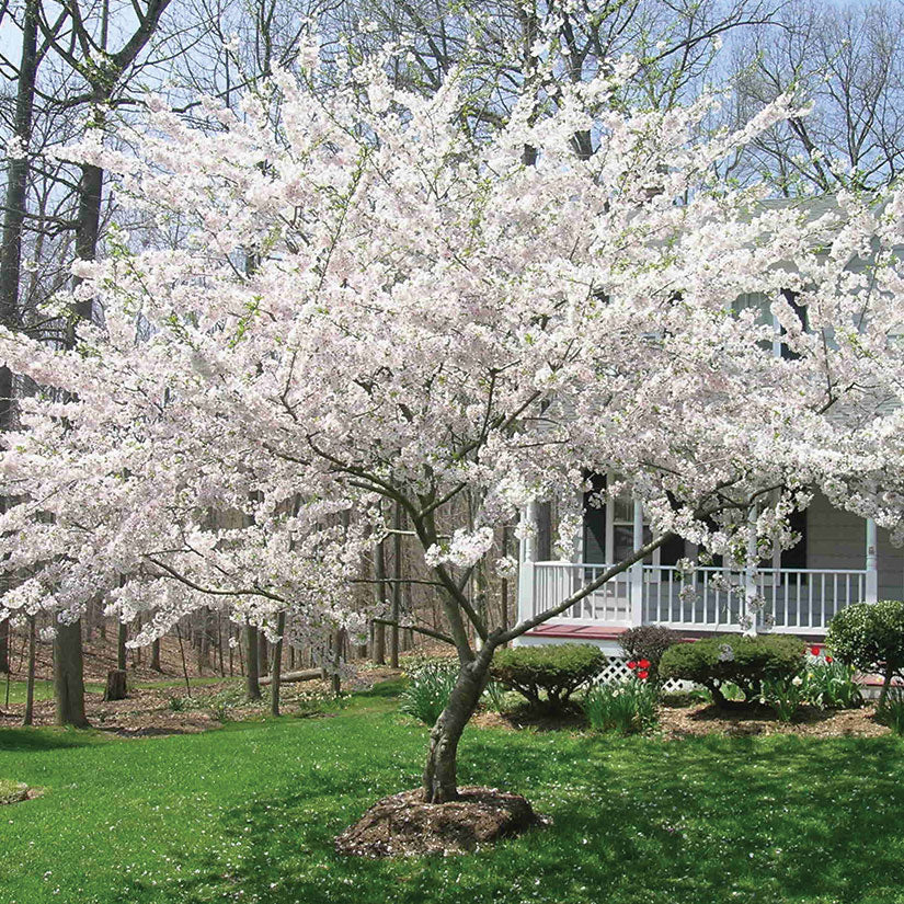 Cherry Tree Yoshino 15 Gallon