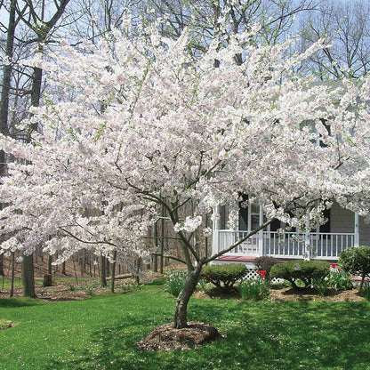 Cherry Tree Yoshino 15 Gallon