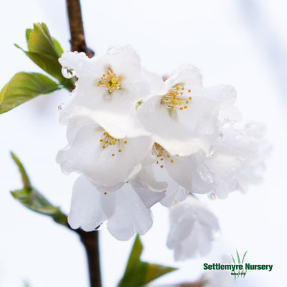 Cherry Tree Yoshino 15 Gallon