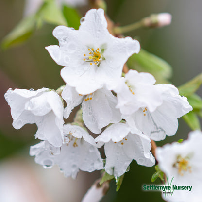 Cherry Tree Yoshino 15 Gallon