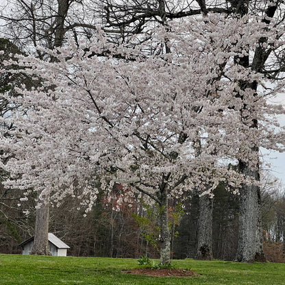 Cherry Tree Yoshino 15 Gallon