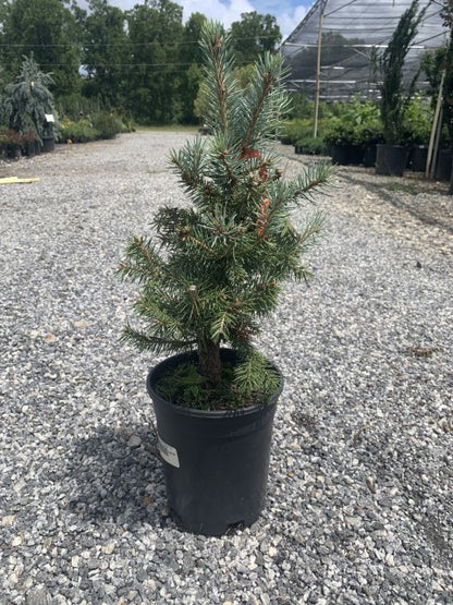 Picea Sester Dwarf