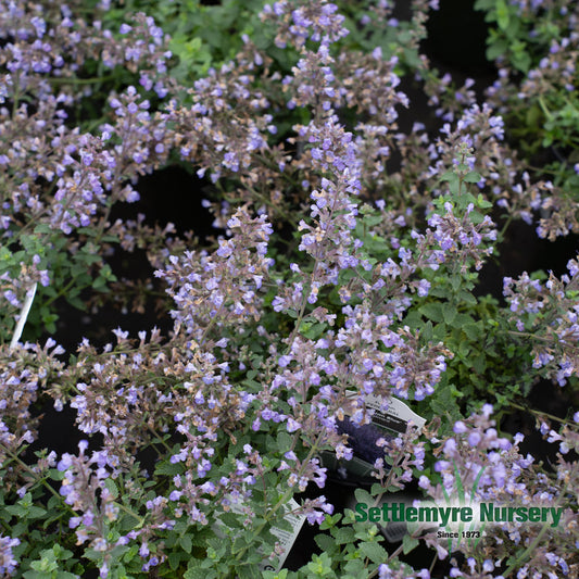 Catmint #1