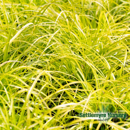 Bright Carex Everillo Grass in 1 gallon pot at Settlemyre Nursery