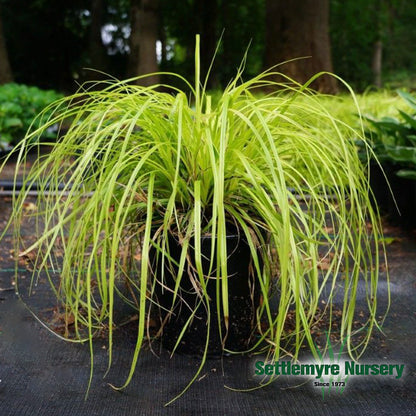 Bright Everillo Grass at Settlemyre Nursery