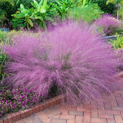 Pink Muhly Grass