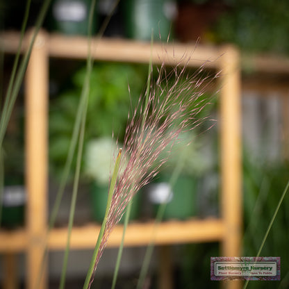 Pink Muhly Grass