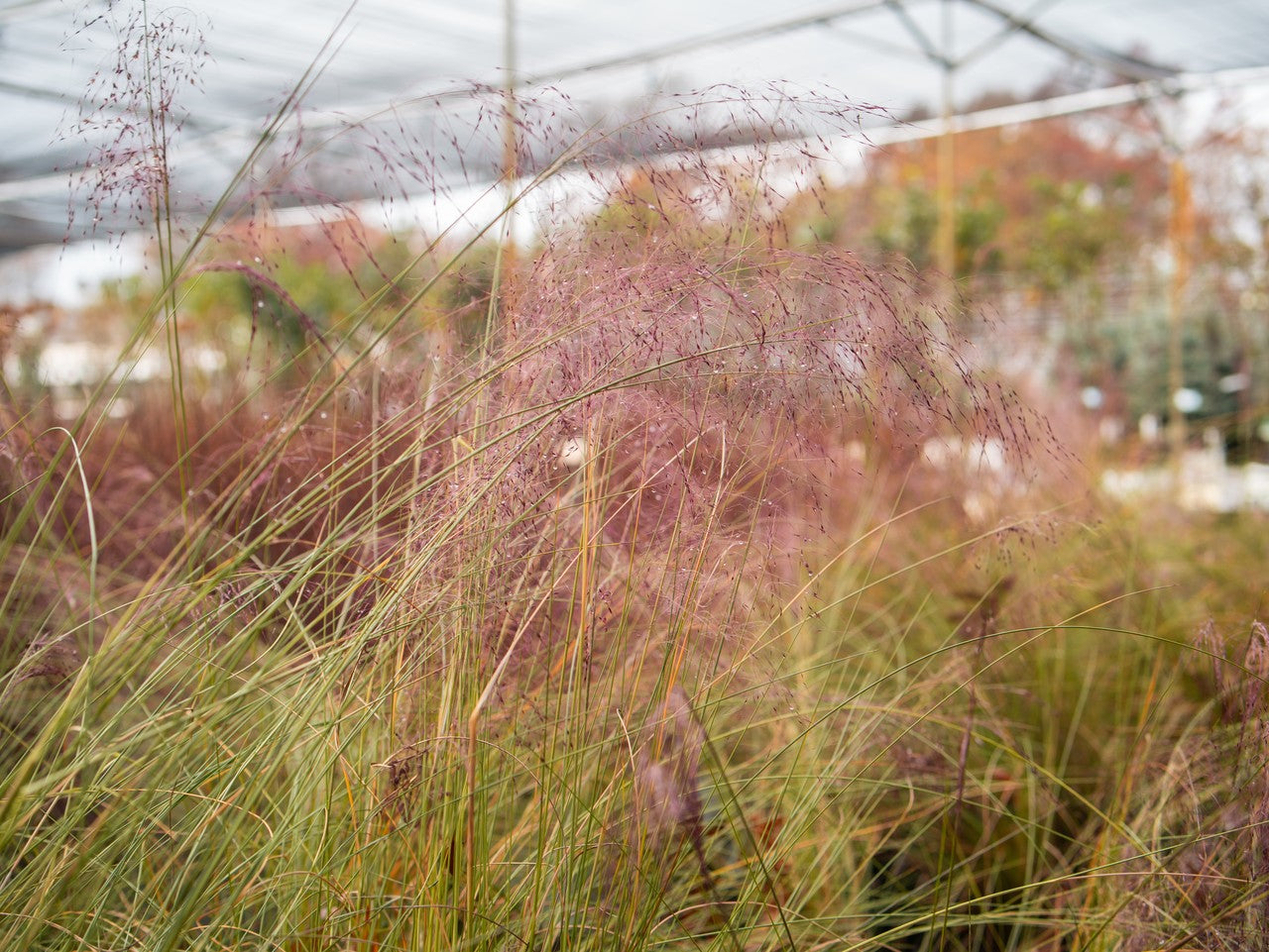 Pink Muhly Grass