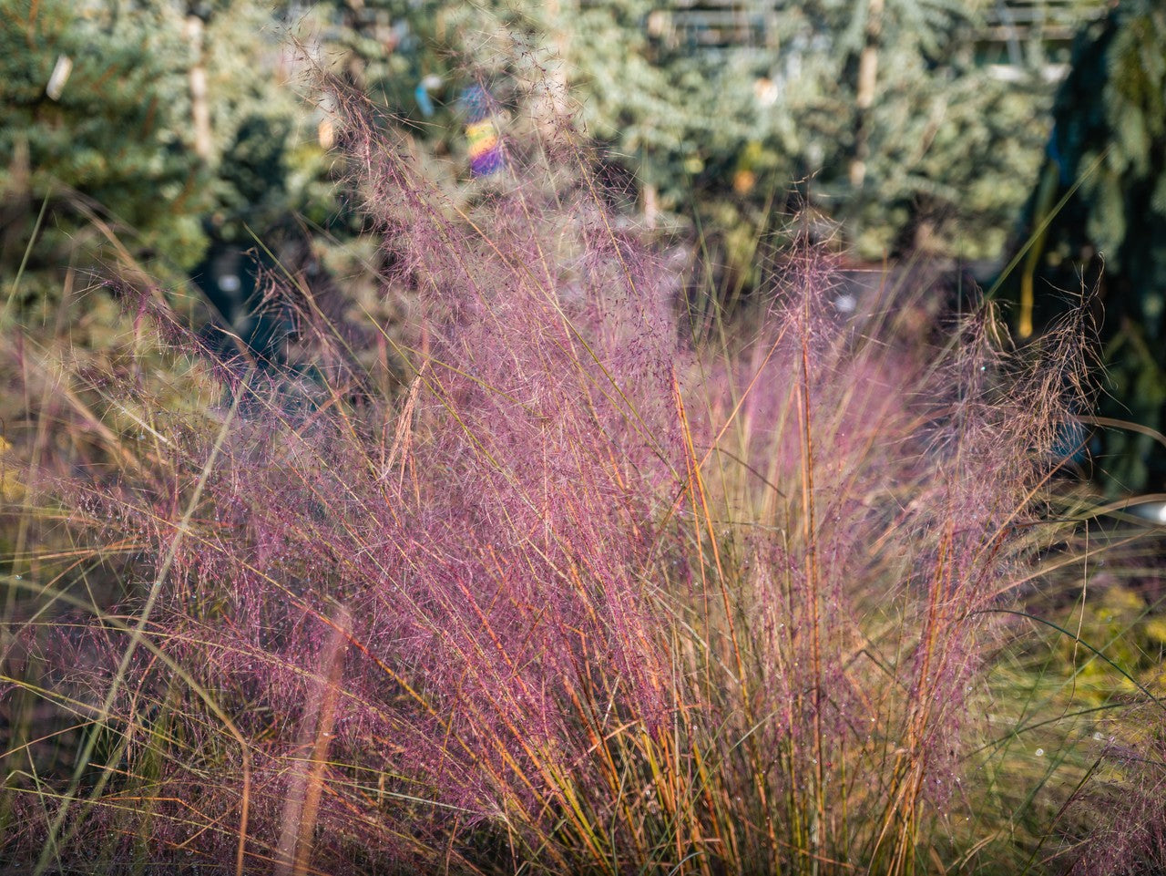 Pink Muhly Grass