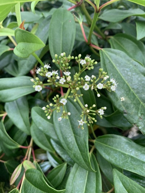 Moonlit Lace Viburnum