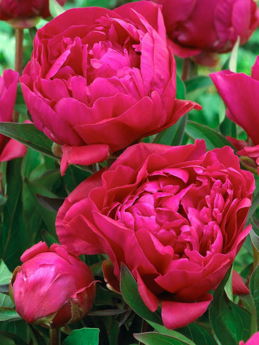 Peony Karl Rosenf. RED