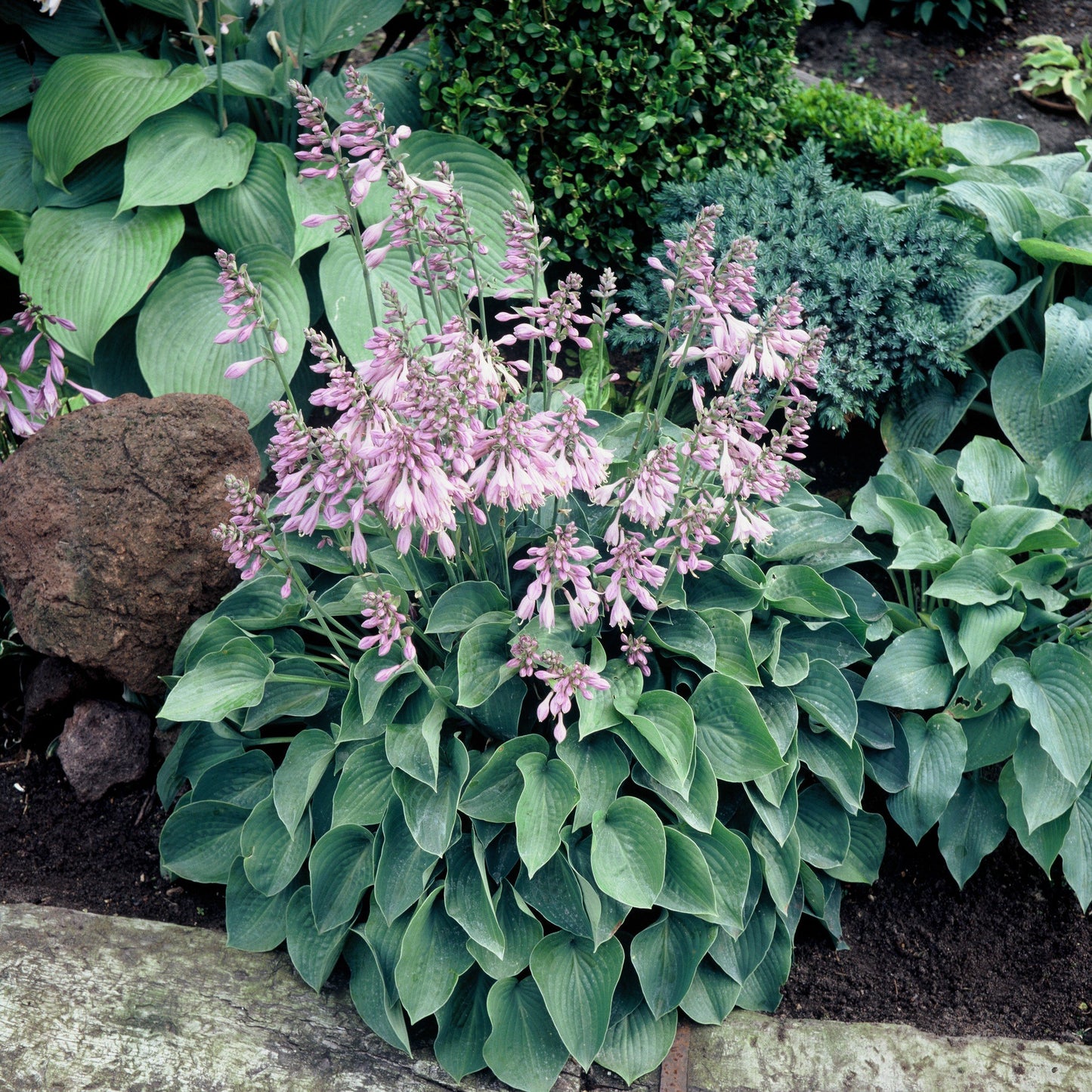 Hosta Blue Cadet #2