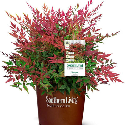 Obsession Nandina