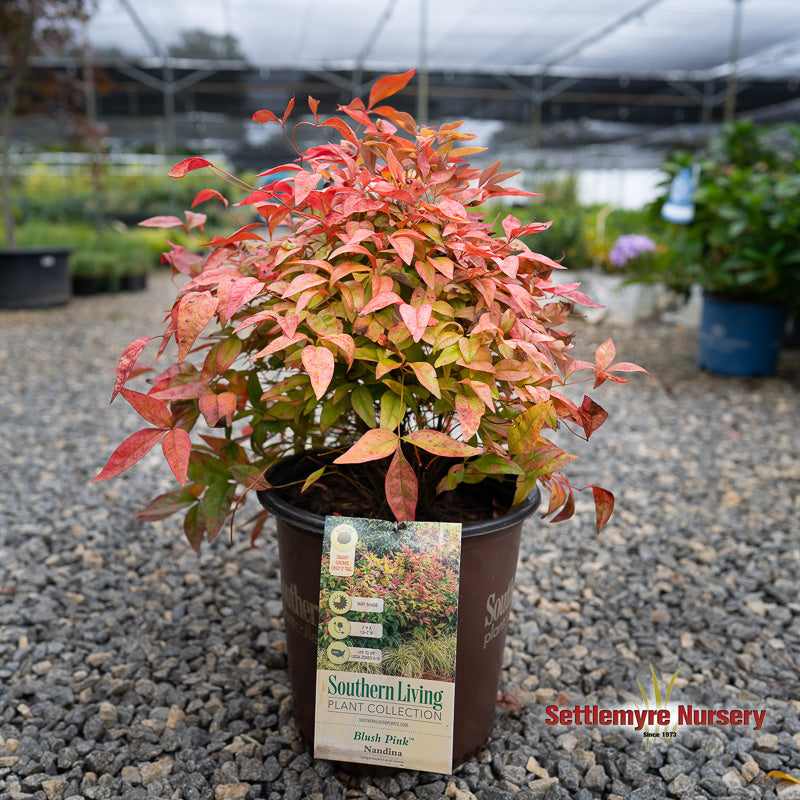 Blush Pink Nandina at Settlemyre Nursery