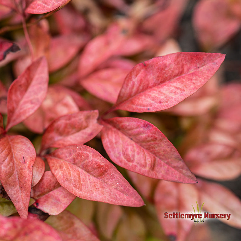 Blush Pink Nandina Foliage at Settlemyre Nursery