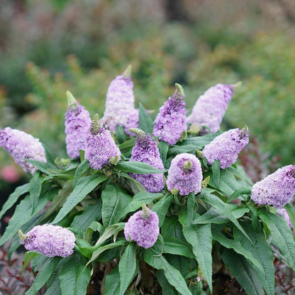 Pugster Amethyst blooms on dwarf butterfly bush in landscape