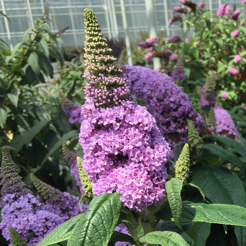 Pugster Amethyst blooms on dwarf butterfly bush in landscape