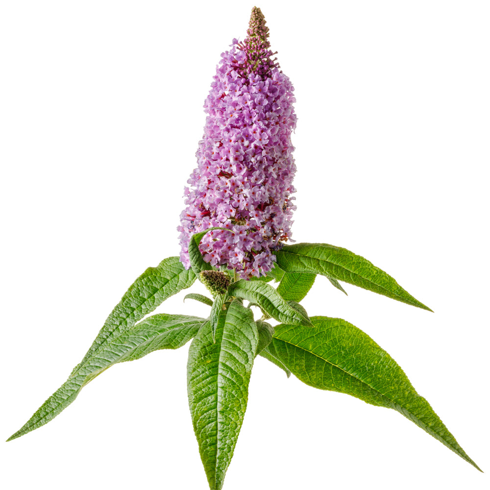 Pugster Amethyst blooms on dwarf butterfly bush in landscape