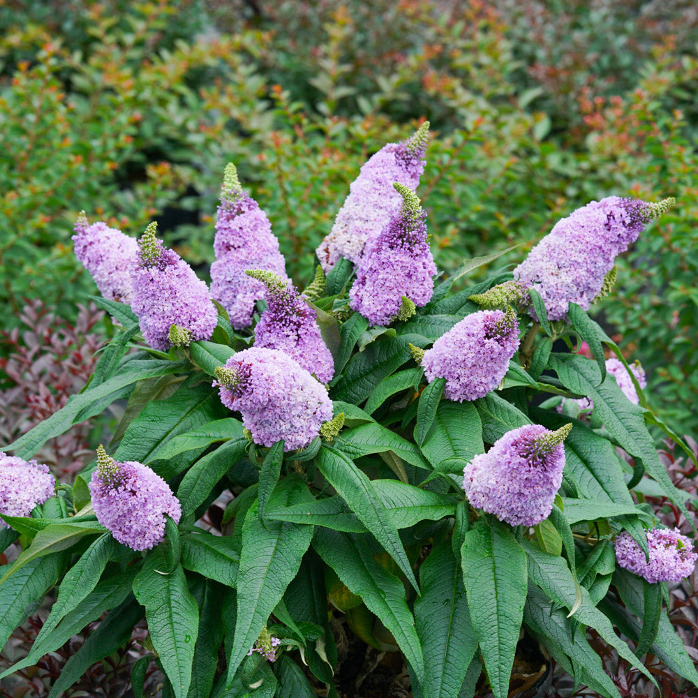 Pugster Amethyst Butterfly Bush