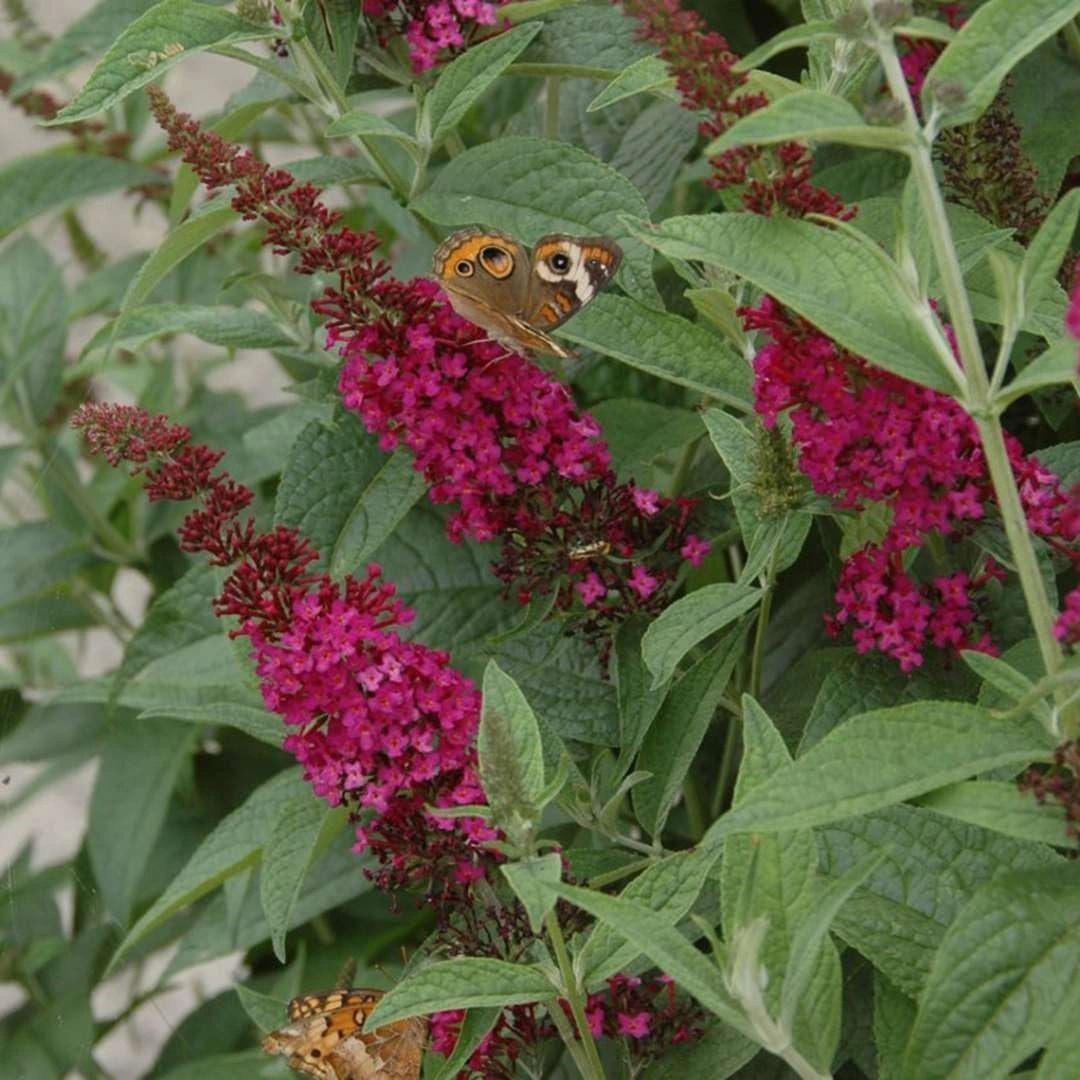 A bloom on the Miss Molly Butterfly Bush