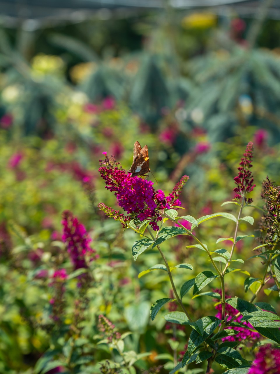 Miss Molly Butterfly Bush