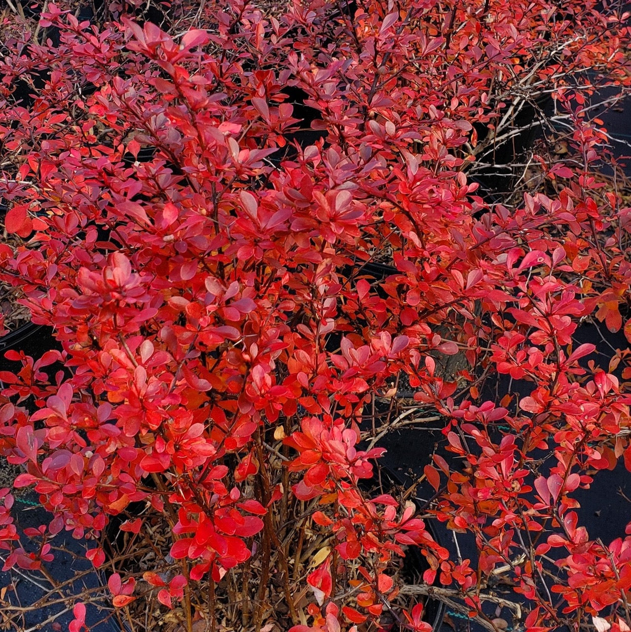 Crimson Pygmy Barberry in the landscape