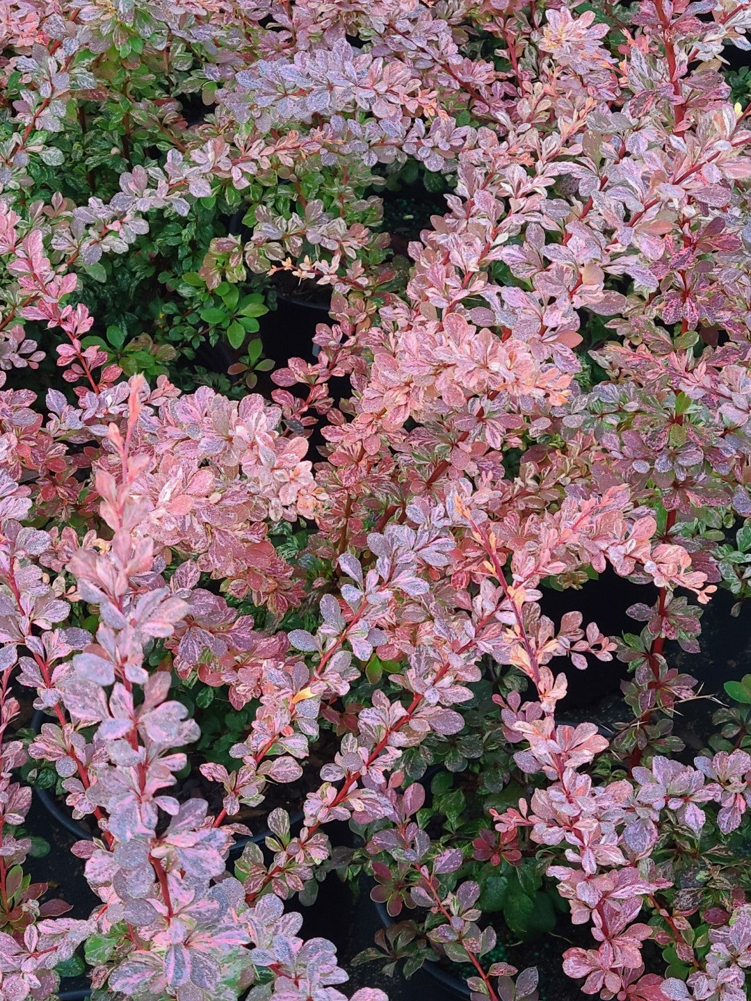 Barberry Rosy Glow 2 Gallon