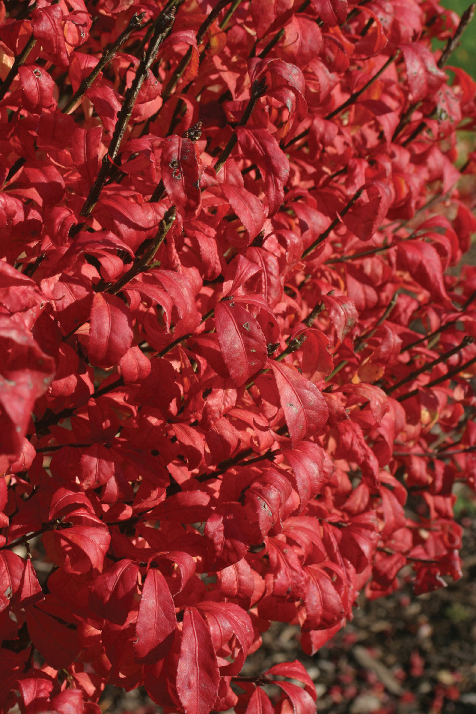 Burning Bush