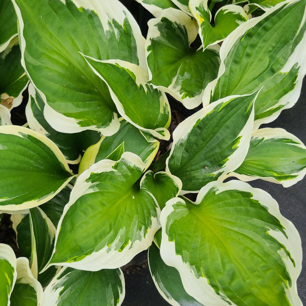 Hosta Patriot #1