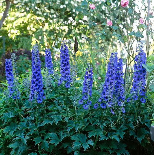 Delphinium 2G