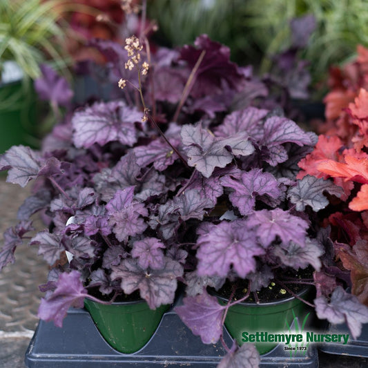 Heuchera Coral Bells 4.5