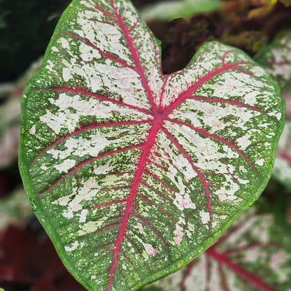 Annual Caladium 6.5