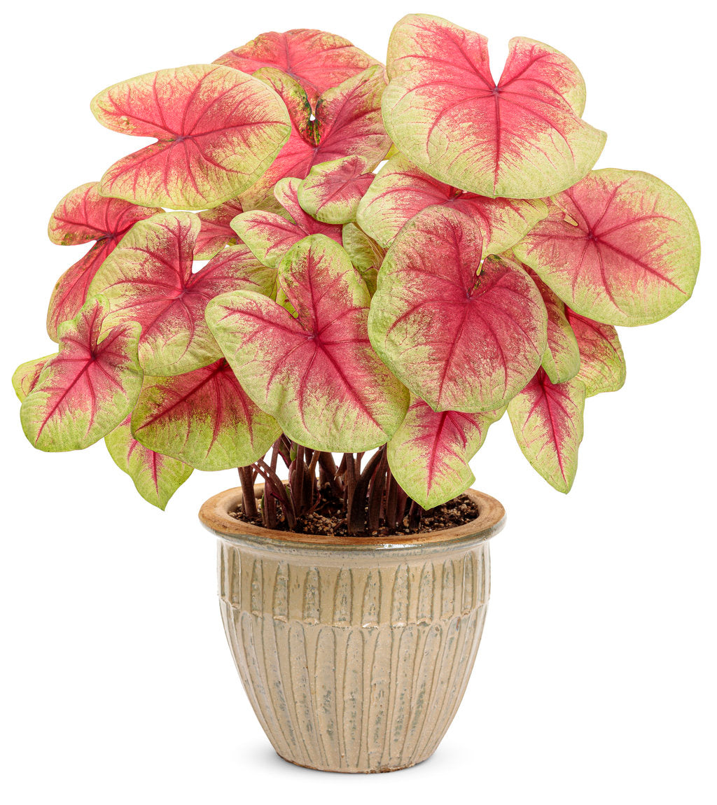 Annual Caladium 6.5