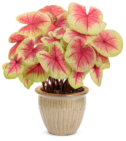 Annual Caladium 6.5