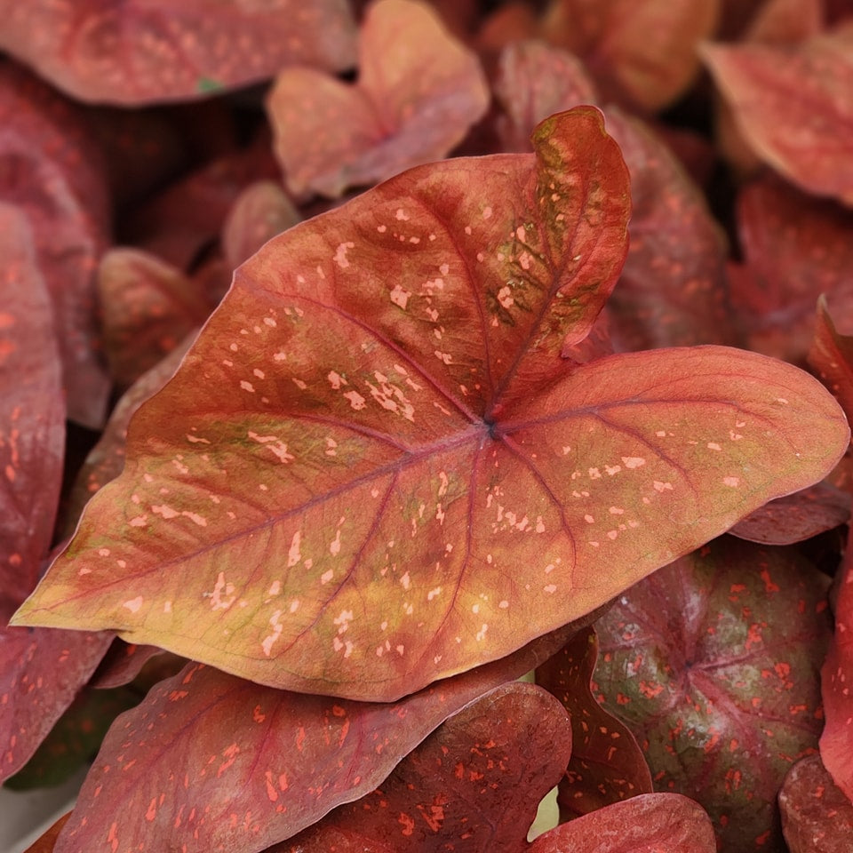 Annual Caladium 6.5