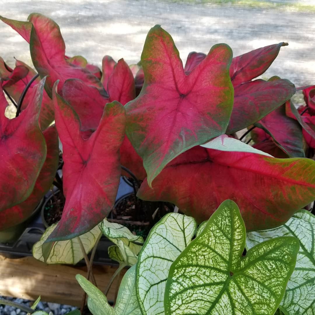 Annual Caladium 6.5