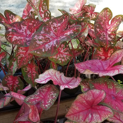 Annual Caladium 6.5