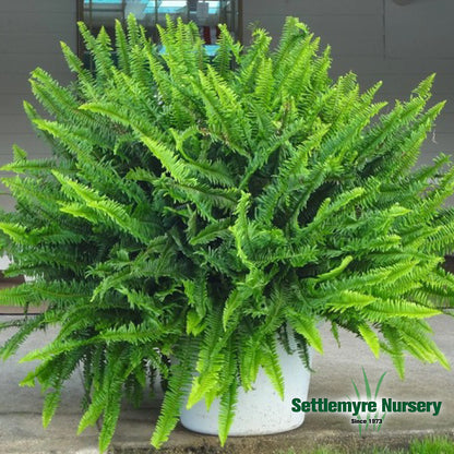 Kimberly Queen Sun Fern 10 Inch