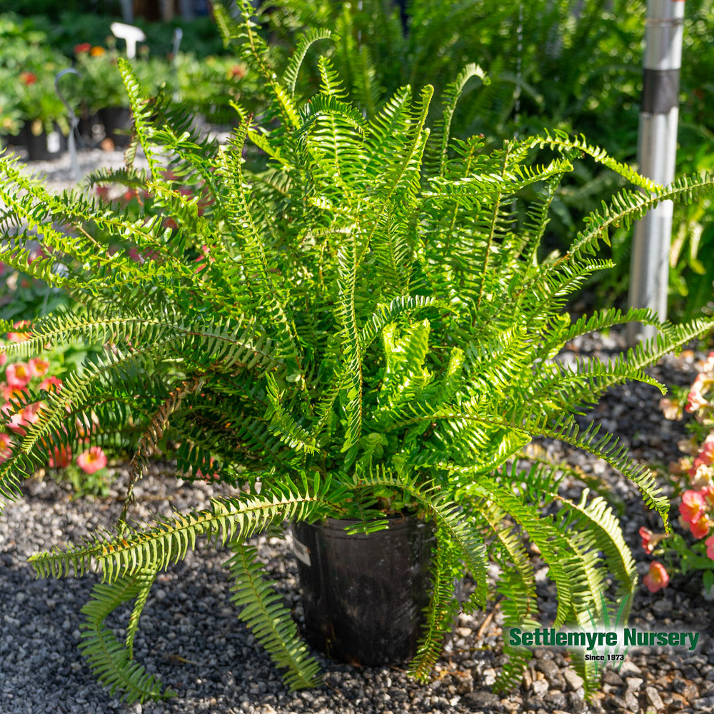 Kimberly Queen Sun Fern 10 Inch