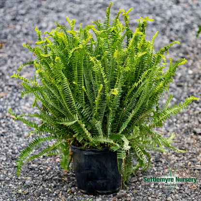 Kimberly Queen Sun Fern 10 Inch