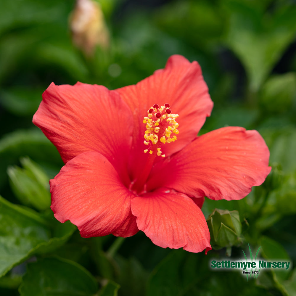 Annual TROPICAL Hibiscus 10