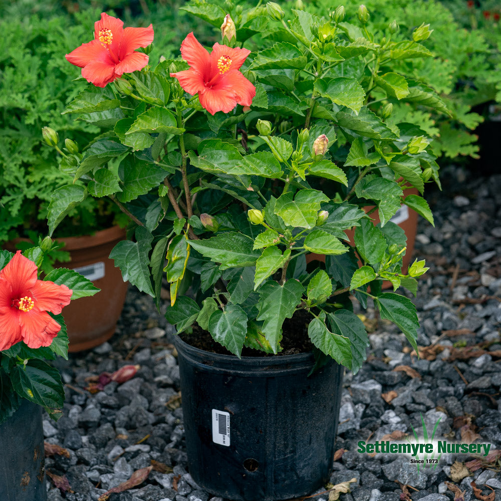 Annual TROPICAL Hibiscus 10