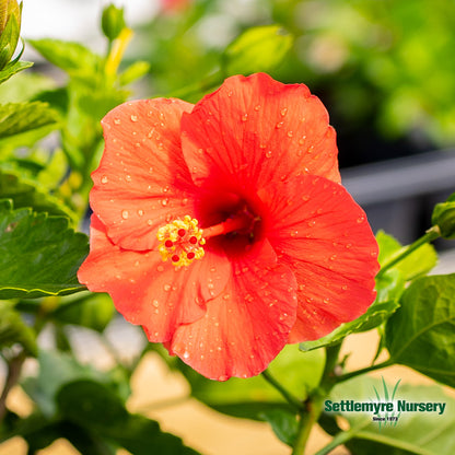 Annual TROPICAL Hibiscus 10