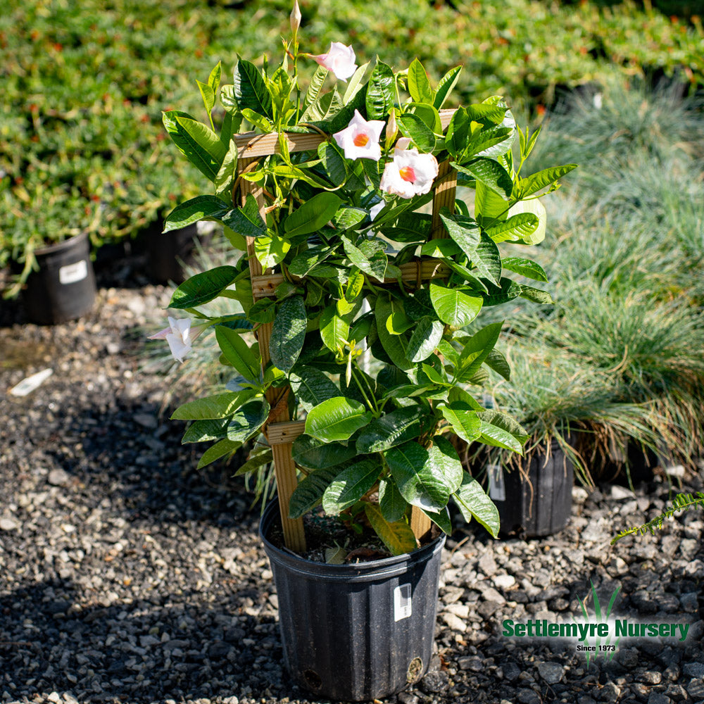 Annual Tropical Mandevilla 10