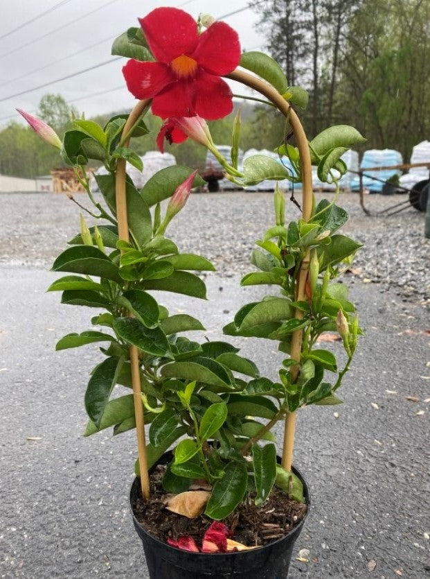 Annual Tropical Mandevilla 6.5