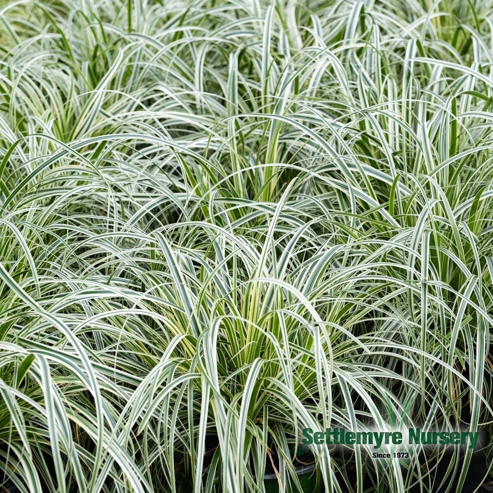 Carex â€˜Feather Fallsâ€™ Ornamental Grass