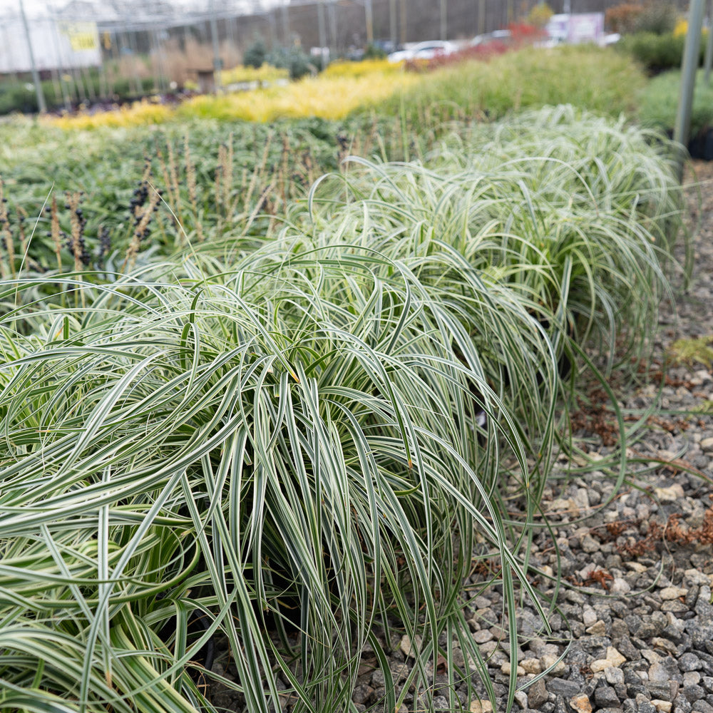 Carex â€˜Feather Fallsâ€™ Ornamental Grass