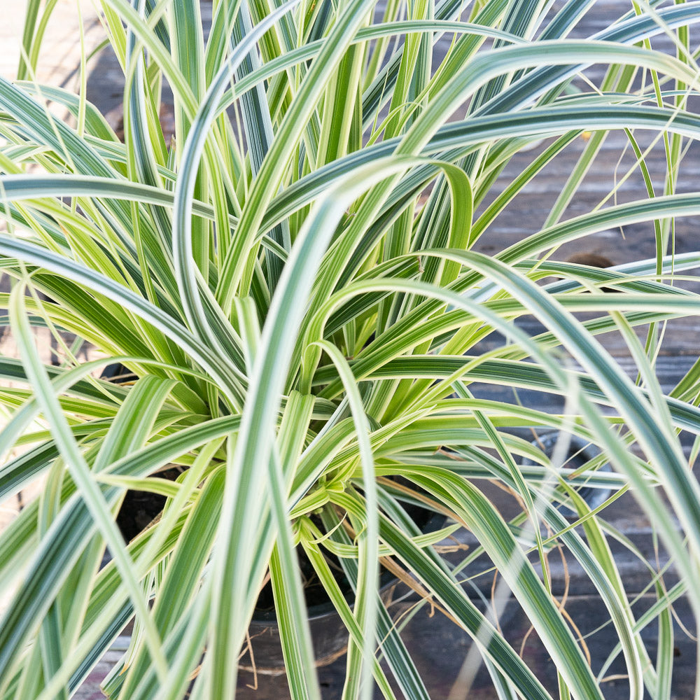 Carex â€˜Feather Fallsâ€™ Ornamental Grass